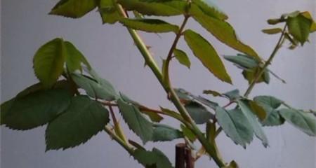 玫瑰花可以剪枝吗？最佳剪枝时间是什么时候？