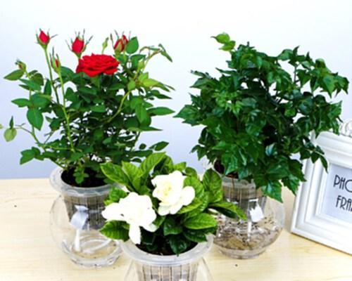 玫瑰花可以水培吗？水培养殖方法是什么？