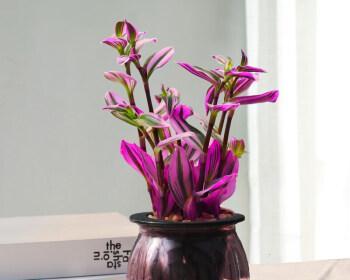 玫瑰花可以水培吗？水培养殖方法是什么？