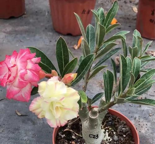 玫瑰花可以水养吗？水养玫瑰花的正确方法是什么？