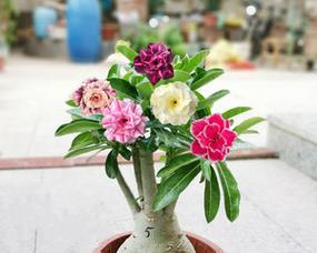 如何正确养殖玫瑰花老桩？养护过程中应注意哪些问题？