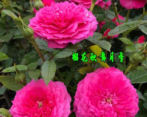 玫瑰花苗修剪方法有哪些？如何正确修剪玫瑰花苗？