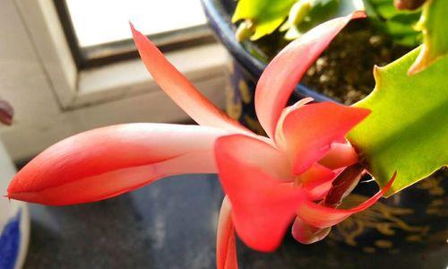 蟹爪兰的花语是什么？如何养护才能花开不断？