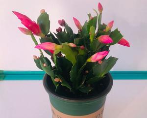 蟹爪兰花语代表什么含义？如何正确理解蟹爪兰的花语？