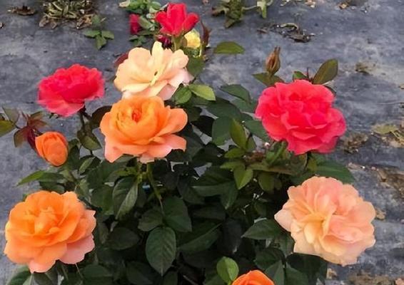 玫瑰花能养多久？如何延长花期保持新鲜？