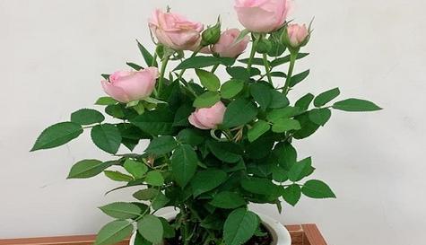 玫瑰花能养多久？如何延长花期保持新鲜？