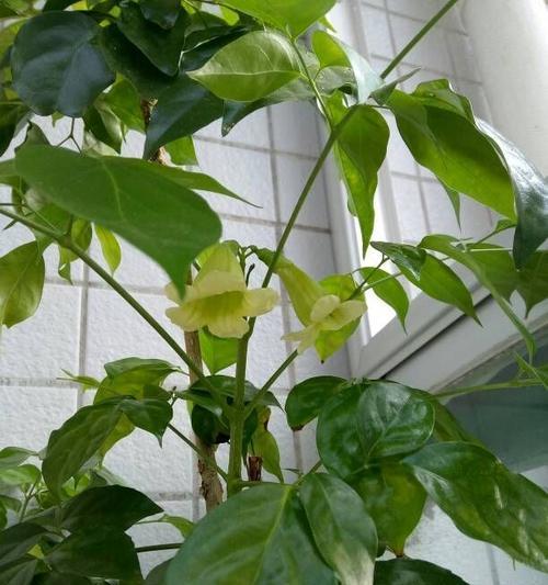 幸福树开花的寓意是什么？