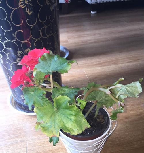 玫瑰花蔫了怎么办？如何快速恢复花朵生机？