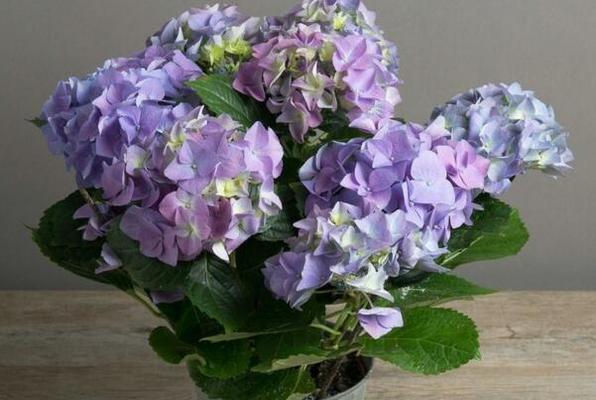 绣球花语是什么意思？绣球花代表了哪些情感表达？