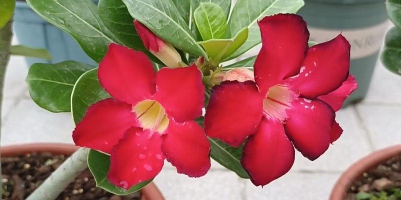 玫瑰花怕晒太阳吗？如何正确照顾玫瑰花？