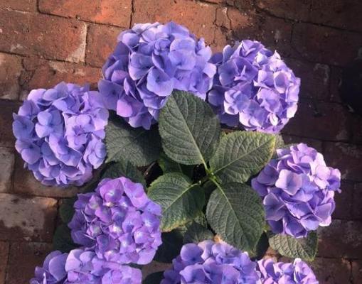 绣球花的寓意象征是什么？绣球花代表了哪些美好含义？