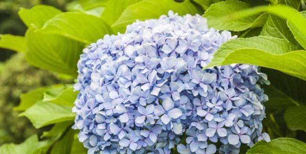 绣球花象征着什么？绣球的寓意和花语有哪些？