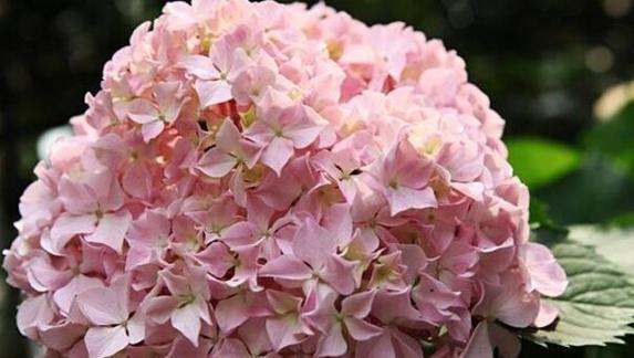 绣球花代表什么？绣球花的花语有哪些含义？