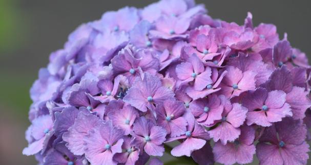绣球花代表什么？绣球花的花语有哪些含义？