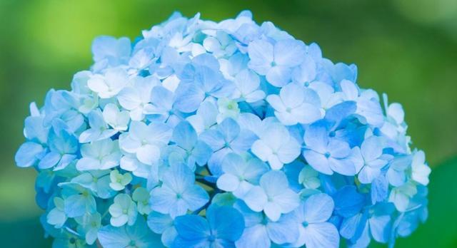 绣球花的花语是什么意思？如何解读绣球花的象征意义？