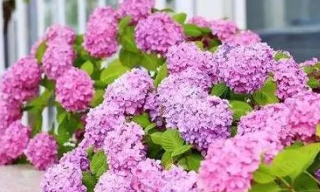 绣球花的花语是什么意思？如何解读绣球花的象征意义？