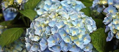 绣球花花语代表什么？绣球花的寓意有哪些常见疑问解答？