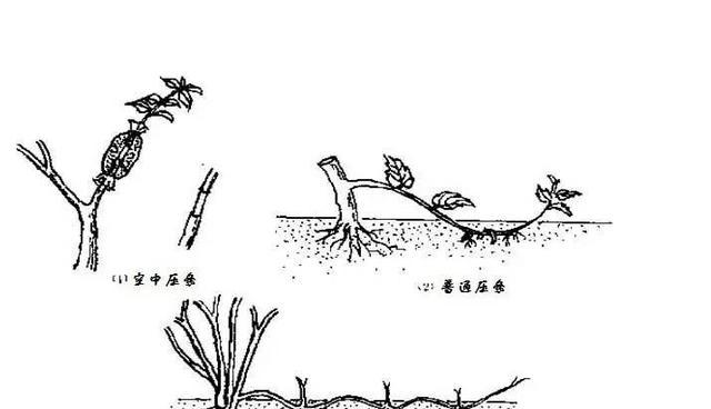 玫瑰花扦插繁殖方法是什么？需要注意哪些事项？