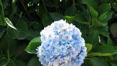 绣球花花语象征与寓意是什么？如何正确解读绣球花的含义？