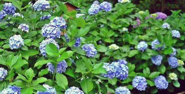 绣球花花语象征与寓意是什么？如何正确解读绣球花的含义？