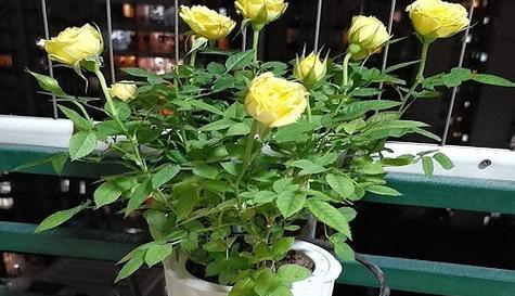 玫瑰花通常生长在哪些地方？如何在家中种植玫瑰花？