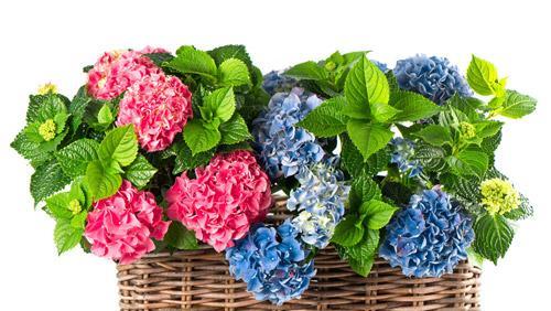 绣球花的寓意是什么？绣球花象征着什么？