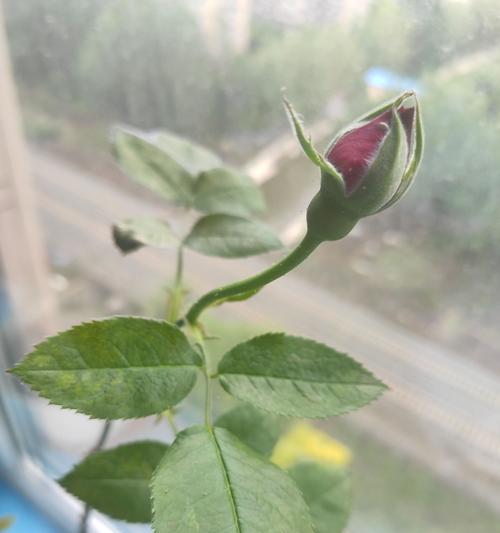 玫瑰花施什么肥最好？如何根据季节调整施肥方法？