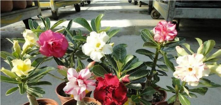玫瑰花施什么肥最好？如何根据季节调整施肥方法？