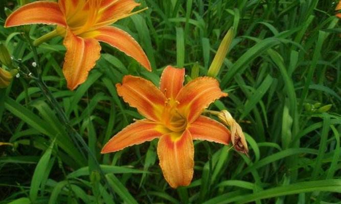 萱草花的花语是什么？如何表达爱与关怀？