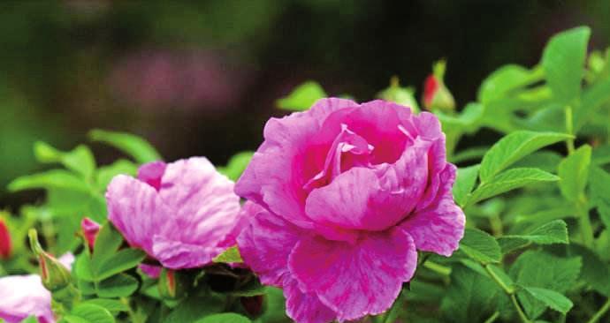 玫瑰花是哪个市的市花？哪个城市以玫瑰为市花？
