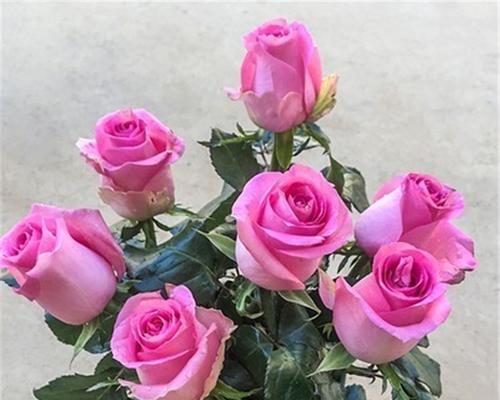 玫瑰花通常在哪个季节盛开？不同品种的开花时间有何不同？