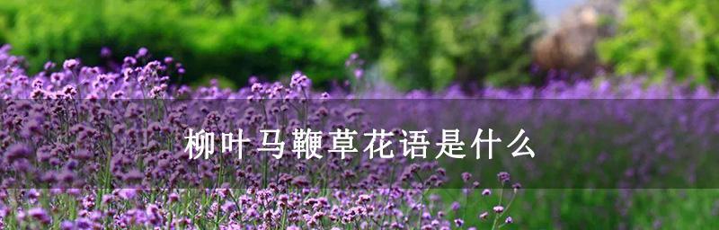 熏衣草的花语是什么意思？如何用它表达爱意？