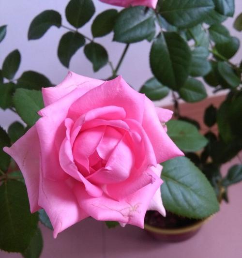 玫瑰花是完全花吗？如何辨别植物的花型？