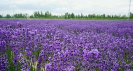 薰衣草的花语和象征是什么？如何用在日常生活中？