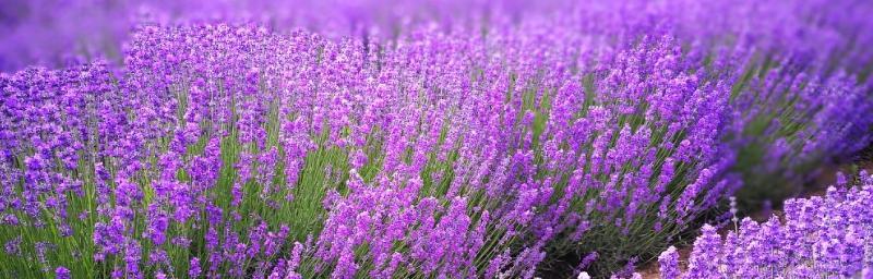 薰衣草的花语是什么？如何用薰衣草表达爱意？