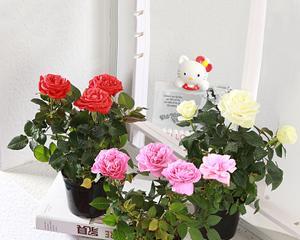 室内养玫瑰花可行吗？需要注意哪些事项？