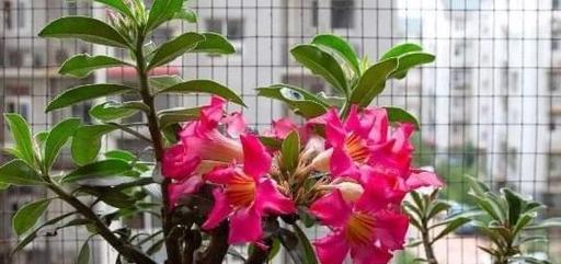 玫瑰花不开花的原因是什么？如何解决？