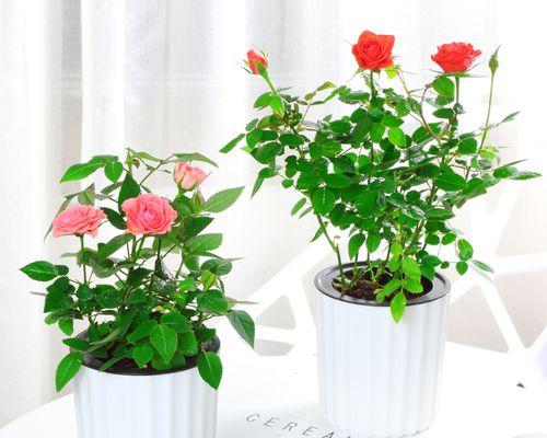 玫瑰花是喜阴植物还是喜阳光植物？养护时应注意什么？