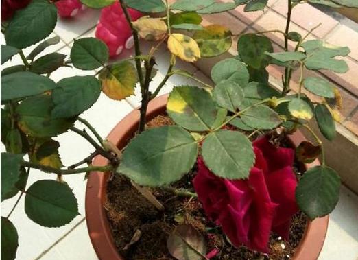 玫瑰花夏天多久浇一次水？夏季养护技巧是什么？