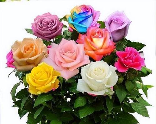 玫瑰花香味真的有毒吗？对人体健康有何影响？