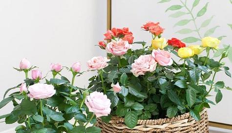 玫瑰花需要每天浇水吗？正确浇水频率和方法是什么？