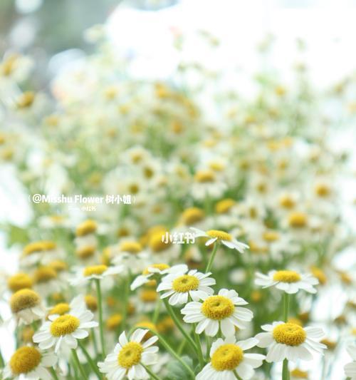 洋甘菊的花语是什么？它在花语文化中代表什么含义？