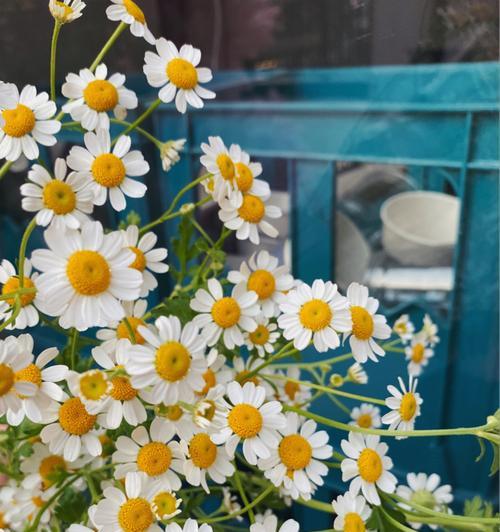 洋甘菊的花语是什么？它在花语文化中代表什么含义？