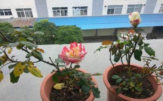 玫瑰花需要每天浇水吗？正确浇水频率和方法是什么？