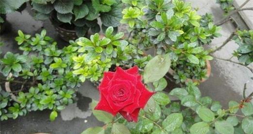 玫瑰花要经常浇水吗？如何正确给玫瑰浇水？