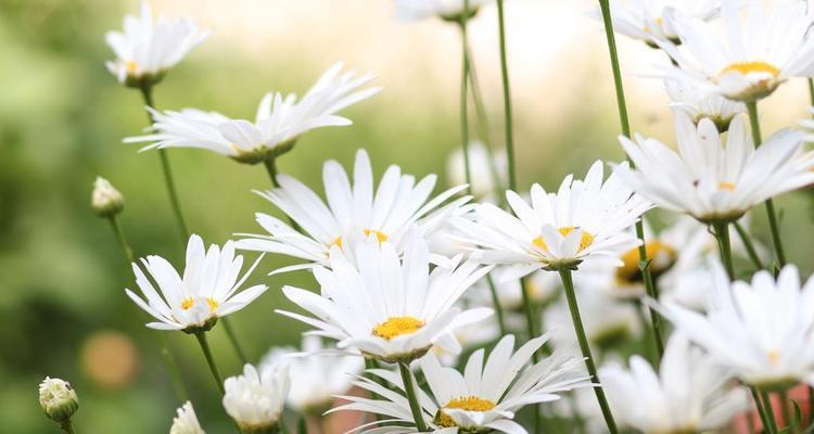 洋甘菊花语是什么意思？洋甘菊的寓意有哪些？
