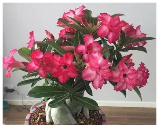 玫瑰花需要晒太阳吗？晒太阳对玫瑰花生长的影响是什么？