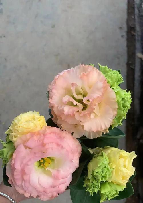 洋桔梗的花语和寓意是什么？如何挑选寓意吉祥的洋桔梗？
