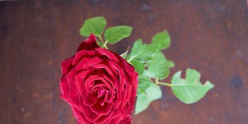 玫瑰花一年开几次？花期通常在什么时候？