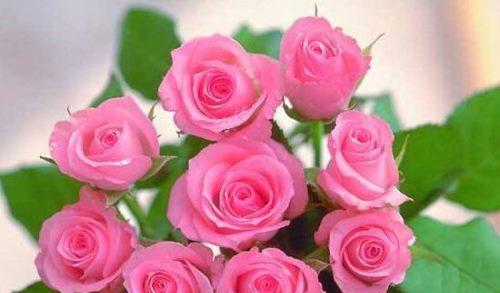 玫瑰花一年开几次？花期通常在什么时候？